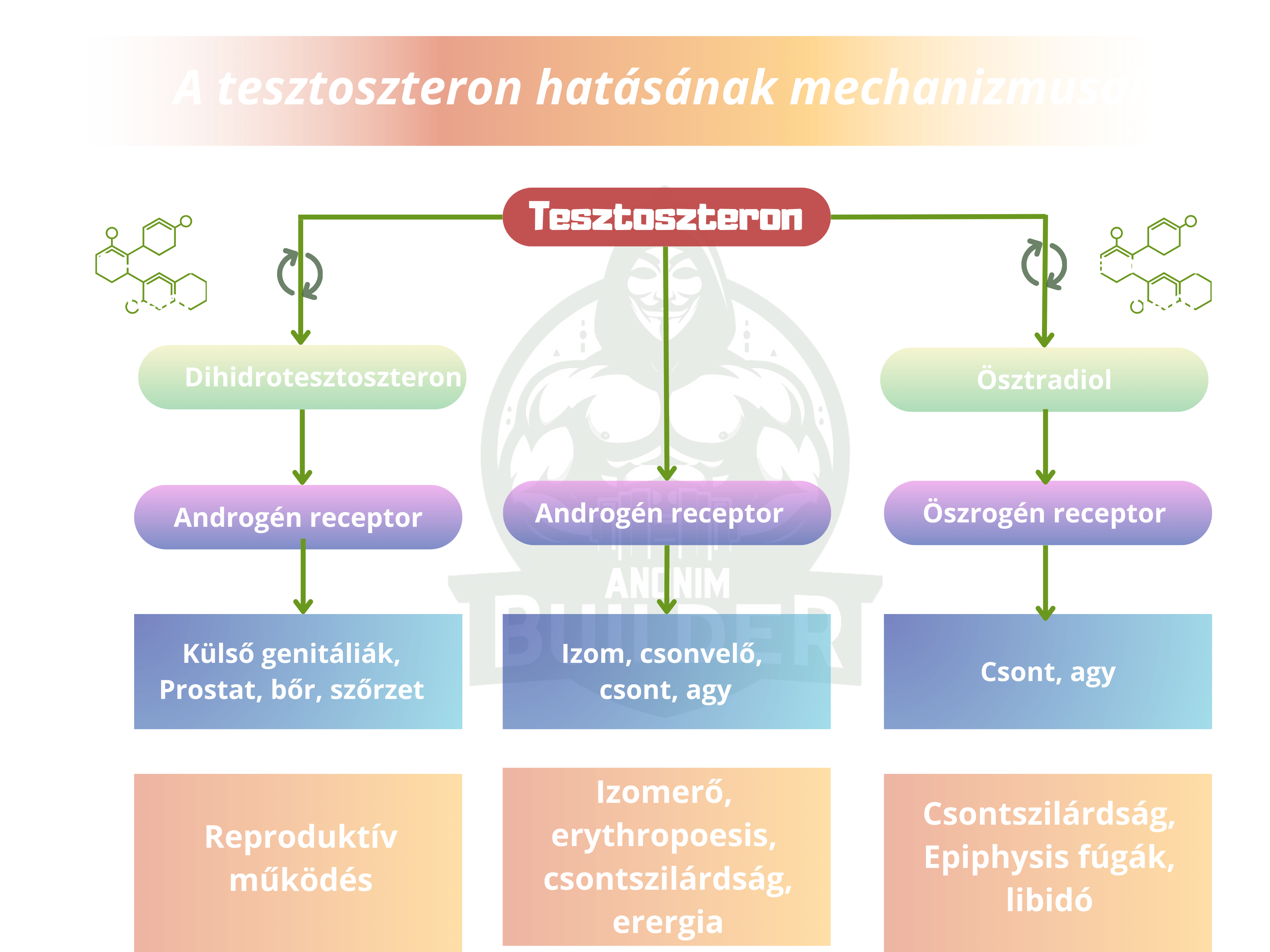 Tesztoszteron hatásmechanizmusok